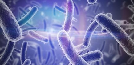 Microbiote et probiotique